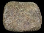 Hadrosaur Toe Bone - Alberta (Disposition #-) #71668-2